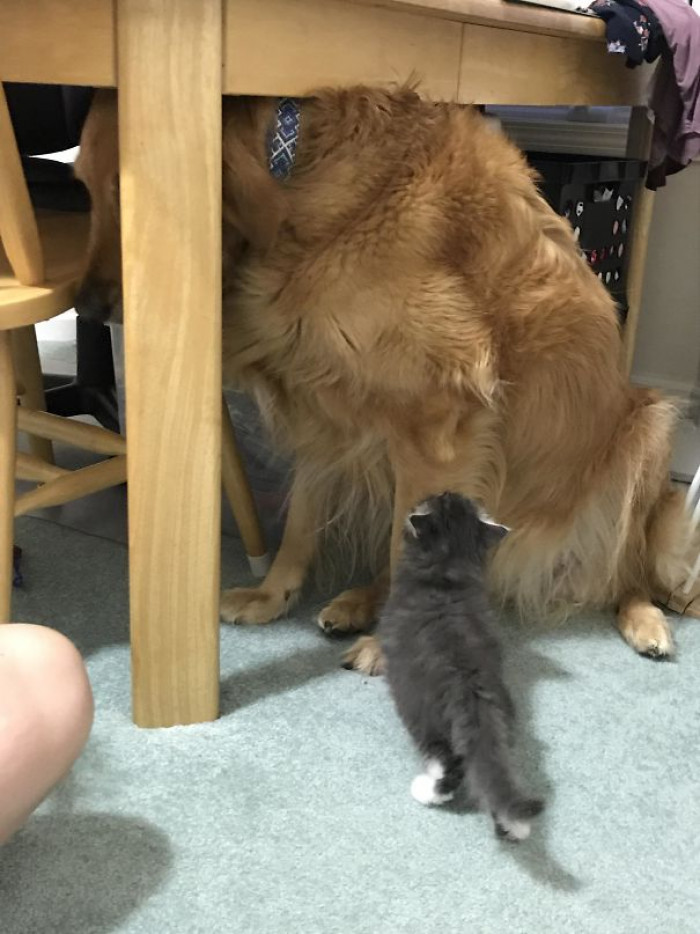 #55 My 85 Lb Dog Is Scared Of My Sister's 1.5 Lb Foster Kitten