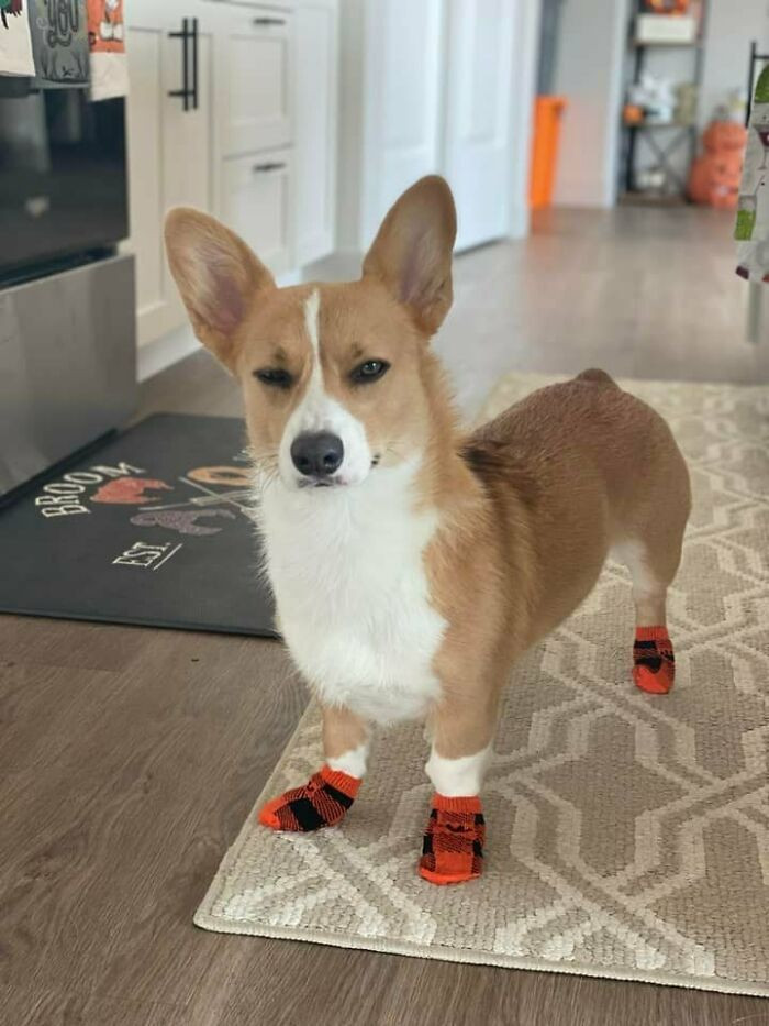 40 Pictures Of Corgis Disapproving Of Their Owner’s Antics With Funny ...
