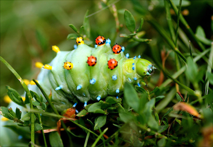 7. Cecropia Before