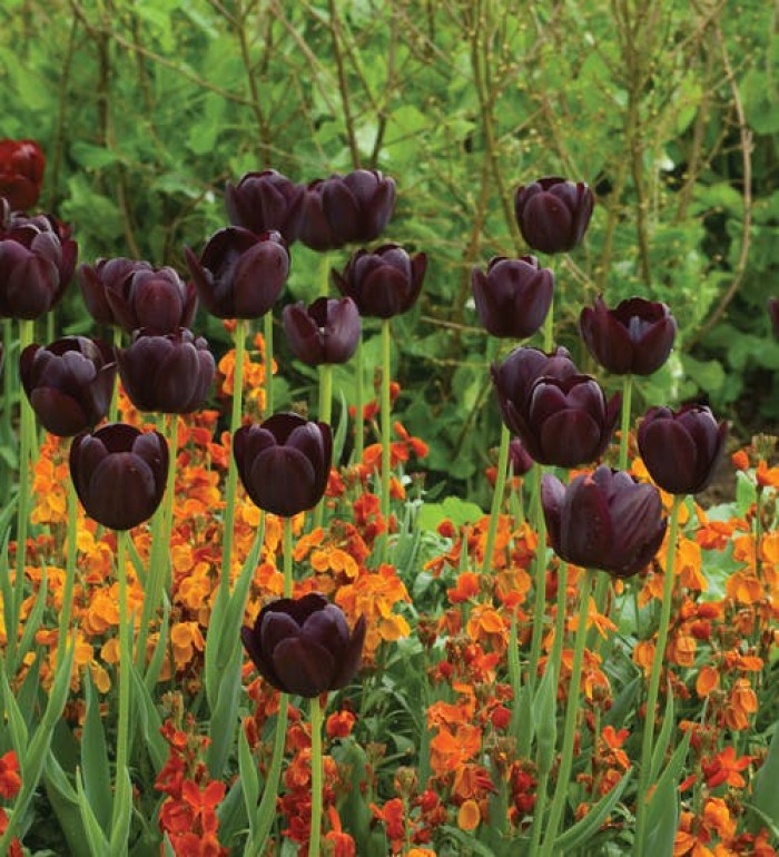 8. Queen of the Nigh Tulip