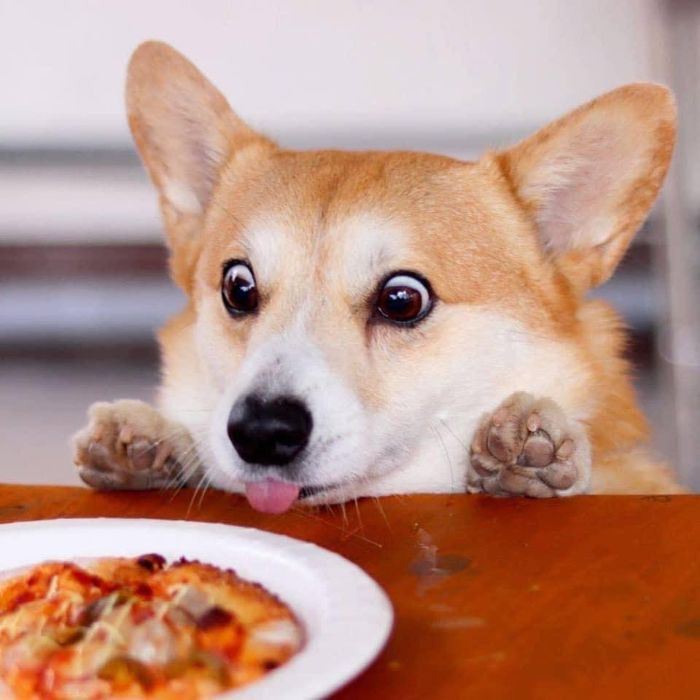 Japanese Corgi Dog's Adorable Facial Expressions Make Him An Internet ...