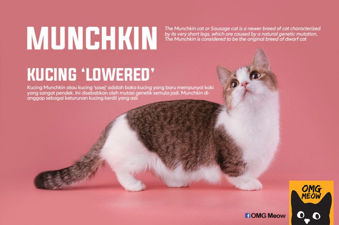 35. Munchkin