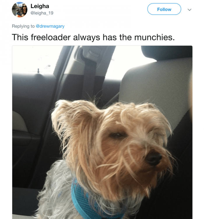 14. Is your dog a stoner?