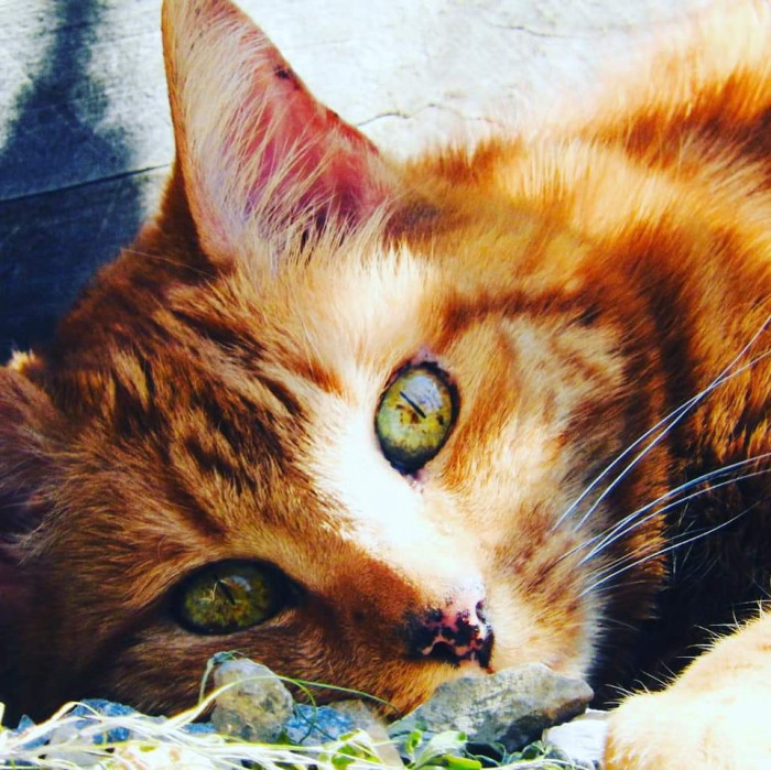 "My girl Charlie & her amazing speckled eyes 🐈"
