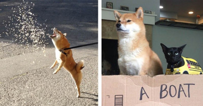 Zelda Boom Is One Of The Funniest Shiba Inu Dogs On Instagram And It's Not Hard To See Why