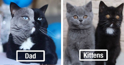 Adorable Cat With ‘Two Faces’ Named Narnia Recently Became A Dad To Two Adorable Kittens