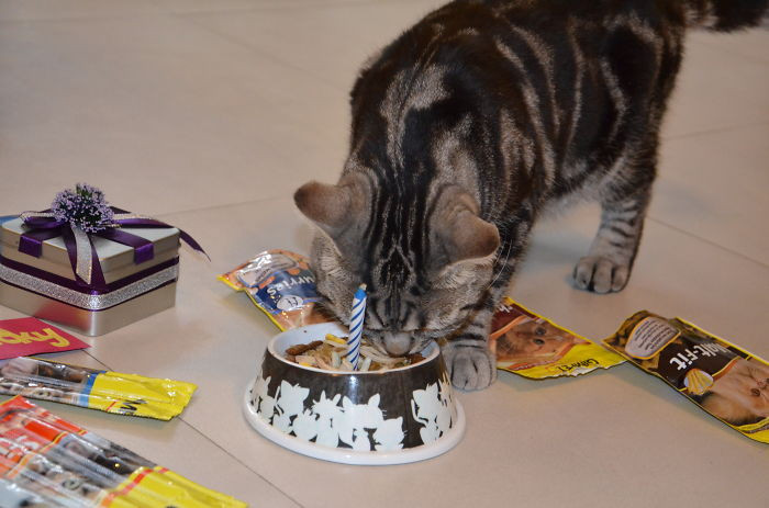 2. “My cat, Lucky, having his 5th birthday.”