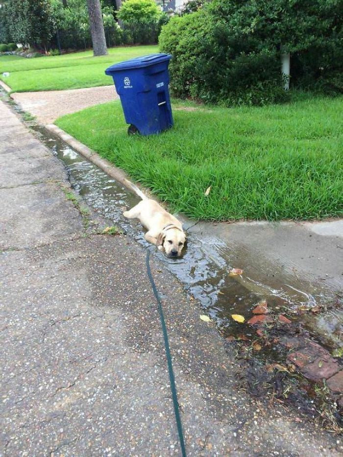 7. “A Labrador labradoodling what a labradog labrado.”