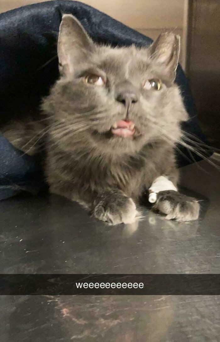 25. My Sister Is A Vet Tech, She Snapped A Pic Of My Drugged Up Boy After His Dental.