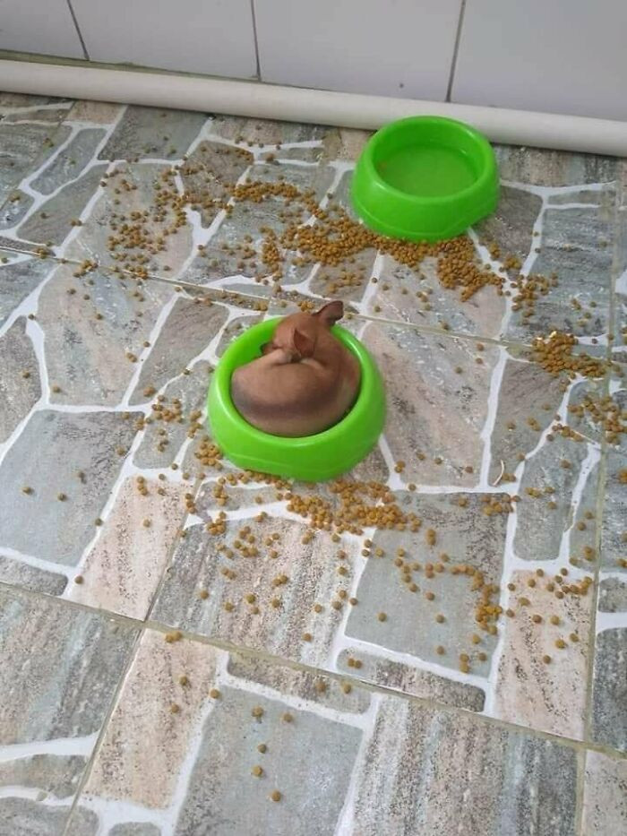 15. If I fits, I sits: Doggo Edition.