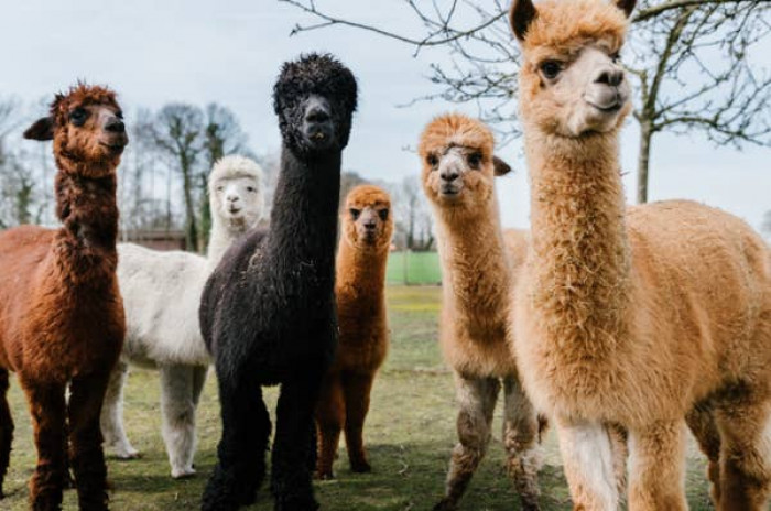 12. Alpacas