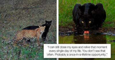 Wild Cat Photographer Spends 6 Days Patiently Waiting for the Right Moment to Capture a Leopard and Black Panther Together