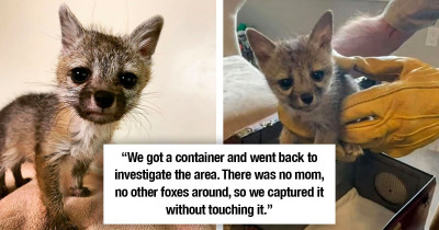 Baby Fox Is Rescued After Following A Family Out In Nature, Thinking That A Dog Was Her Mom