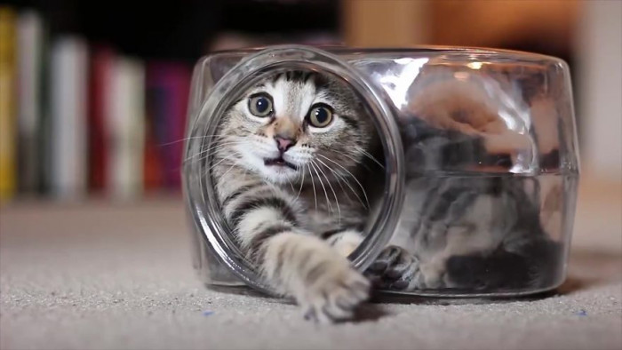 One small step for kittens, one giant step for kitten videos.