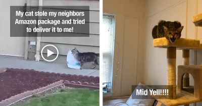These Cats Are Living Up To Their Mischievous Reputations