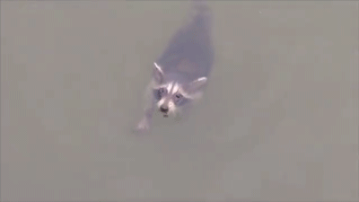 This baby raccoon was the source of that strange sound. It was keeping itself afloat, but just barely.