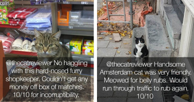 Move Over I Rate Dogs, It's Finally Time to Rate Cats
