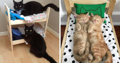 Cats Are Being Spoiled With IKEA Mini Beds That Are Meant For Children's Toys