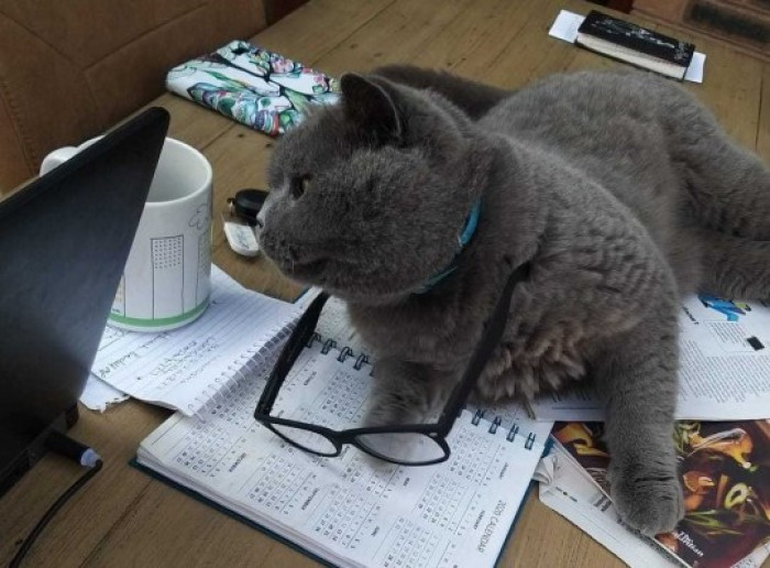 15. This is Kim’s kitty - Marley