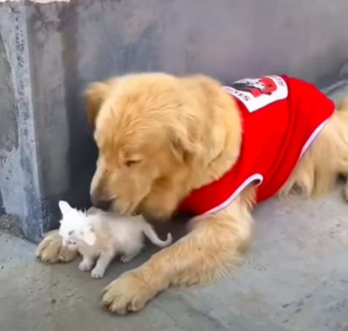 After the kitten recuperated, the Golden Retriever bought his new friend wherever he went.