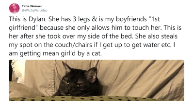 32 Hilarious Times People Grasped How Nasty Their Cats Truly Are