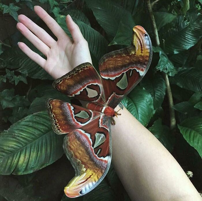 7. The Altas Moth Is A Giant Moth That Is Breathtaking In It's Beauty