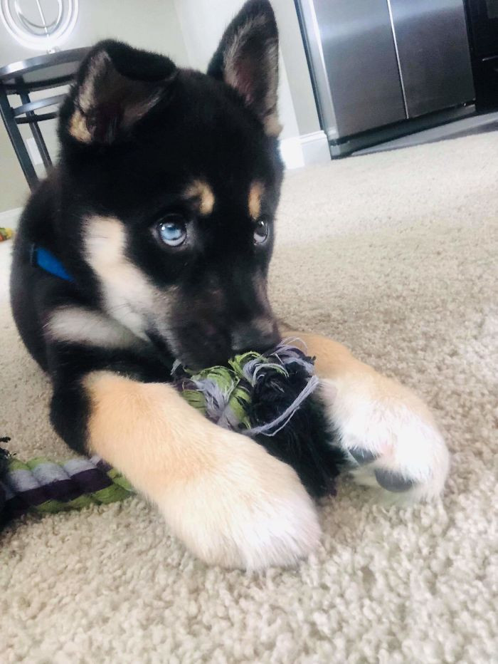 26. "This Is Ruger. We Rescued Him In August. He Was Found In A Box On The Side Of The Road. No Fault Of His Own. This Poor Boy Would Have Died. I Can't Even Think Of It Without Crying. He Is Now One Of Our Children And Will Never Go Anywhere Else."