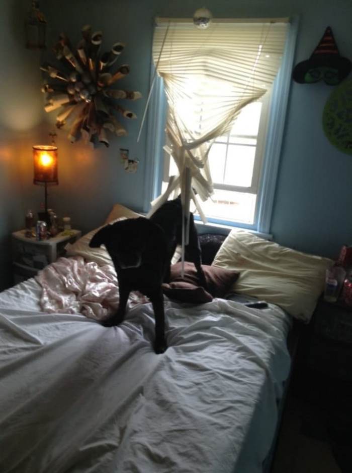Mischievous puppy hiding with muddy paws, smiling after getting five baths