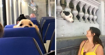 Adorable Dogs Unexpectedly Surprise People Every Day And People Document It All In The "Dogspotting Group"