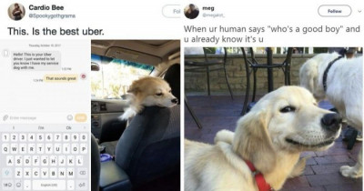 These 23 Funny Tweets Are For All The Dog Lovers Out There