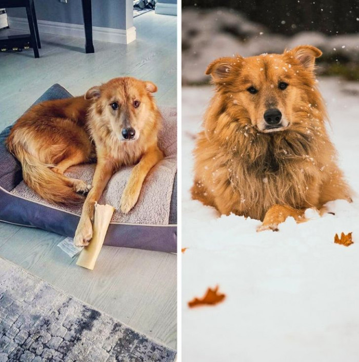 3. “2 years after their adoption and still getting fluffier by the day!”