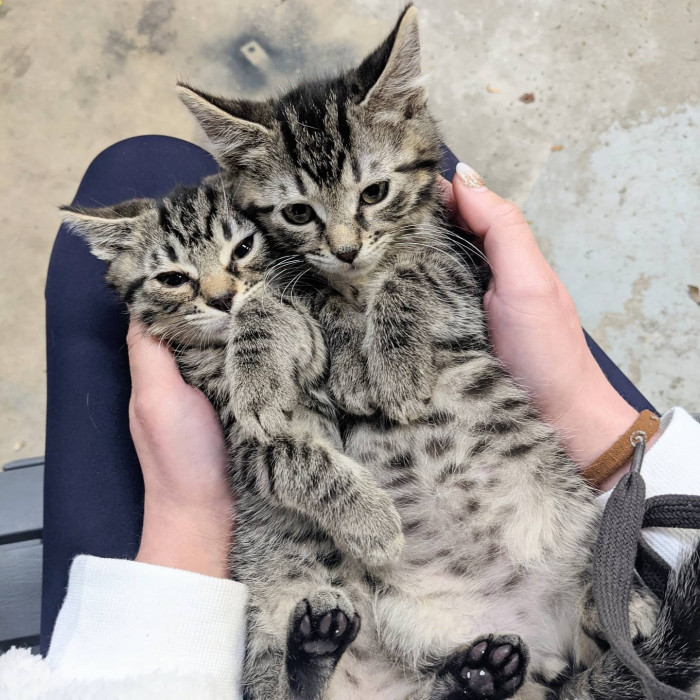 Rajah & Iago