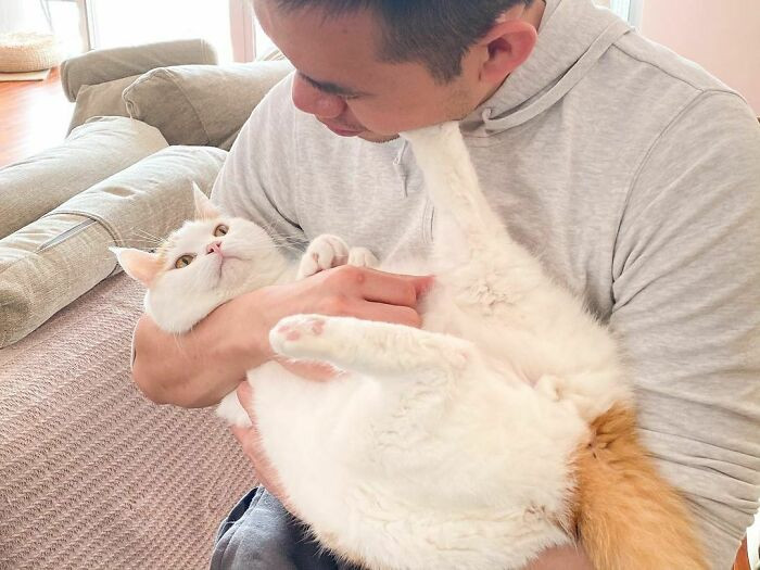 Sassy Cats Reject Their Hoomans Cuddles In The Funniest Ways Sassy Cats Reject Their Hoomans Cuddles In The Funniest Ways