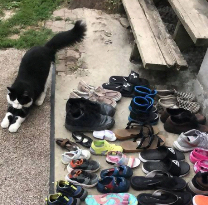 Cat Enjoys Stealing Shoes From The Neighboring Houses And His Owner Started A Facebook Group To