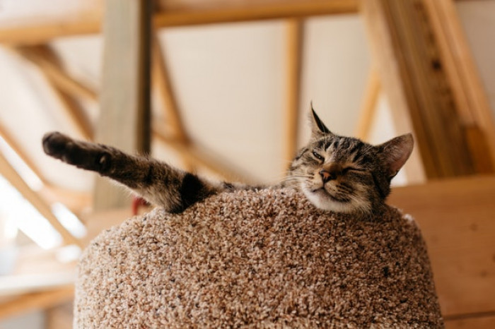 5. No better way to nap