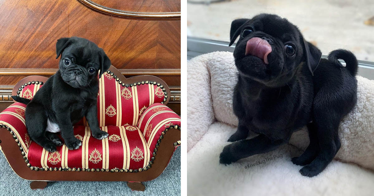 Kiwi Bug The Pug Is THE Perfect Amount Of Cuteness You Need Today