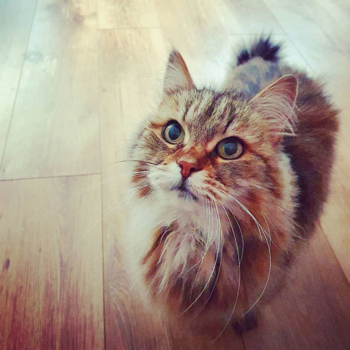 This cat loves prawns.