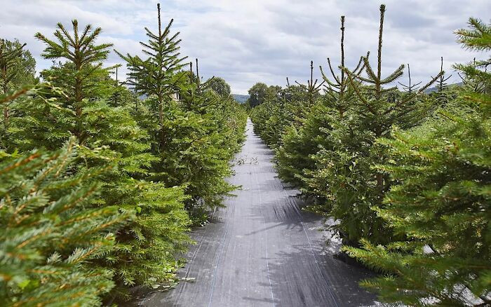 The London Christmas Tree Rental, established by Jonathan Mearns and Catherine Loveless, wants to cut the number of Christmas trees that end up in landfills