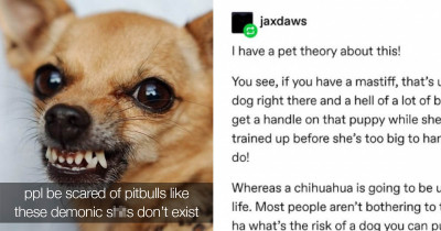 Small Dog Breeds Can Be Scarier Than Large Breed Dogs