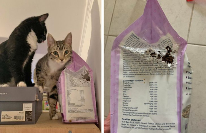 1. “They had food in their dish; they just wanted to destroy this.”