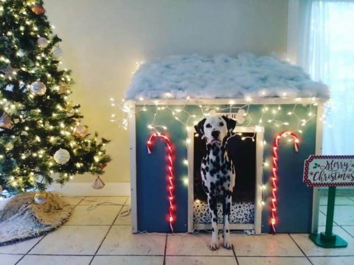 3. They built a Christmas-themed house for their dog