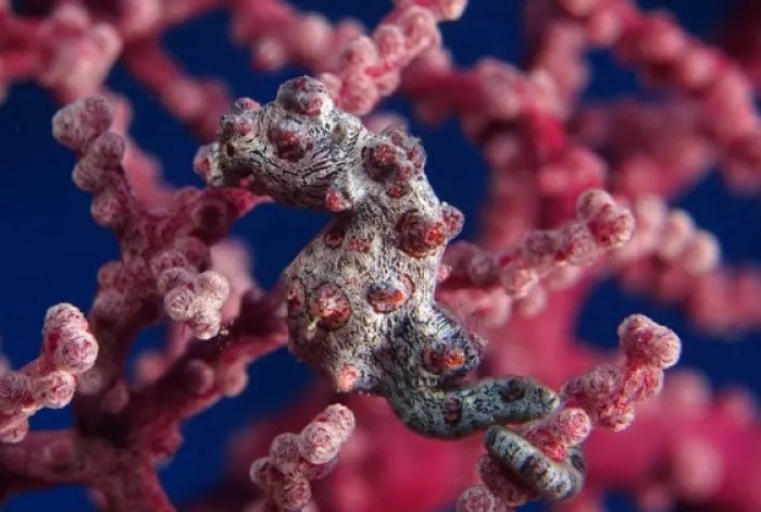 #4 This sweet little pygmy seahorse camouflaged perfectly into the coral reef.