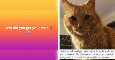 Cats On Catnip Fans Tell Us The Best Stories About Where Their Cats Came From