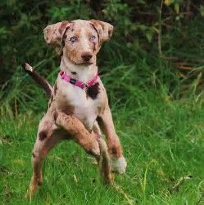 4. Catahoula Leopard Dog
