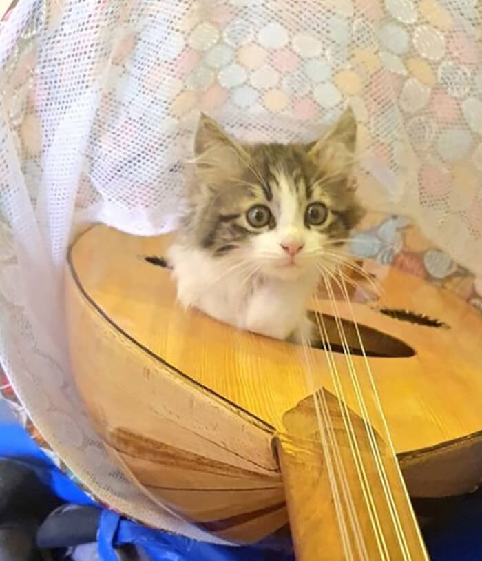 1. Pawsome young artist is here to impress you with his acoustic versions of the latest hits.