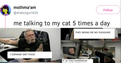 Hilarious Cat Jokes All Cat Owners Can Relate To