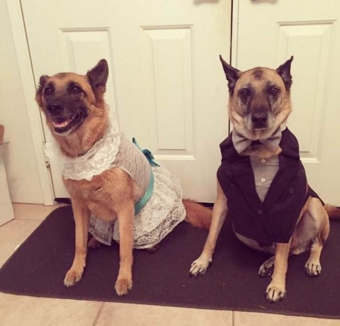 4. They dressed their dogs up for their wedding
