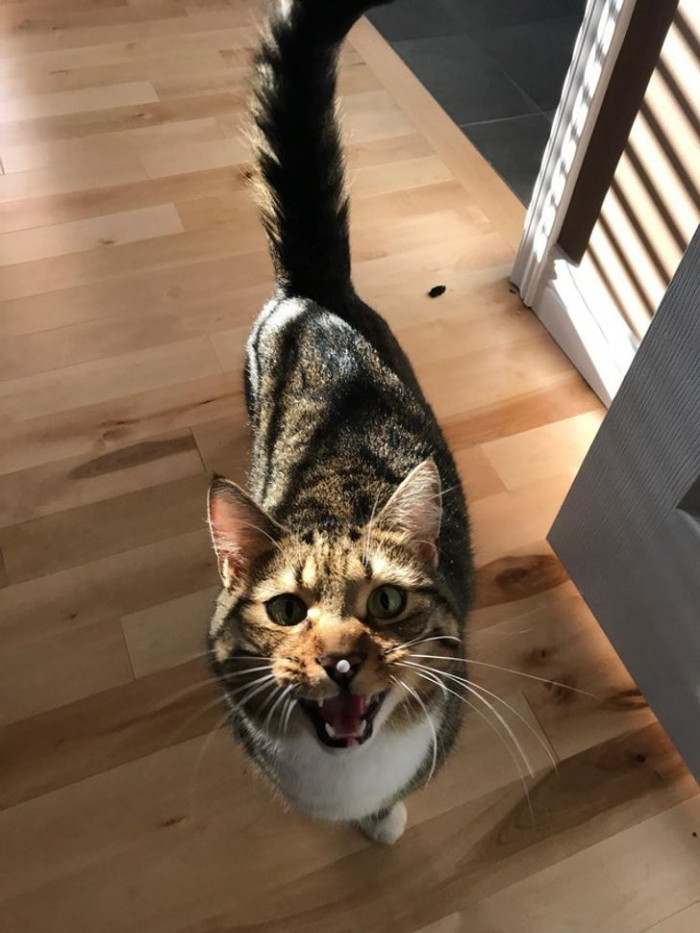 7. This kitty got a styrofoam ball stuck on his nose, and he wasn't having it.