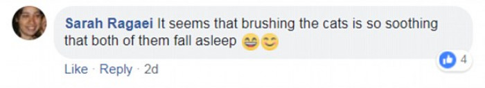 14. Brushing Cats: relaxation destination.