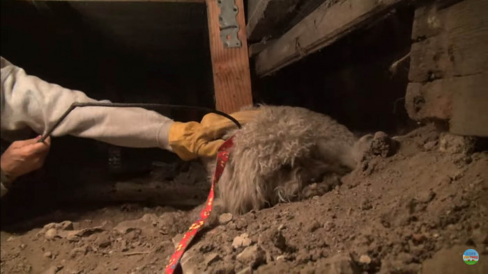 Calmed down enough to be approached, the dog was still visibly shaking when his rescuers gently placed a leash around him.